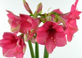 hippeastrum Pink Surprise (1)